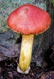 Gymnopilus crociphyllus image