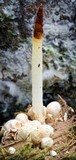 Mutinus boninensis image