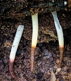 Mutinus boninensis image