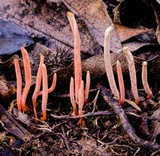 Clavulinopsis corallinorosacea image