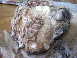 Peziza proteana f. proteana image