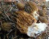 Image of Morchella septimelata