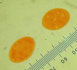 Morchella septimelata image