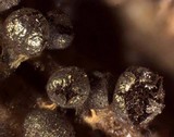 Badhamia delicatula image