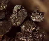 Badhamia delicatula image