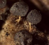 Badhamia delicatula image
