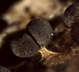Badhamia delicatula image