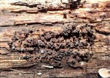 Badhamia delicatula image