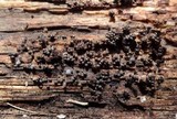 Badhamia delicatula image
