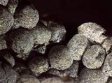 Badhamia goniospora image