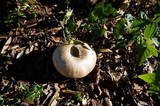 Agaricus californicus image