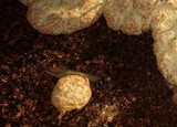Fuligo septica image