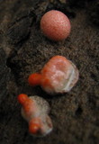 Lycogala epidendrum image