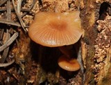 Chromosera cyanophylla image