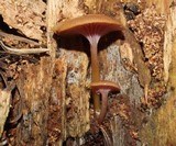 Chromosera cyanophylla image