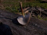 Strobilurus esculentus image