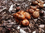 Gymnopilus aeruginosus image