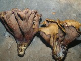 Gomphus clavatus image