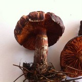 Gymnopilus aeruginosus image