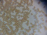 Gymnopilus aeruginosus image