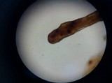 Gymnopilus aeruginosus image