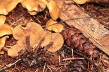 Kuehneromyces lignicola image