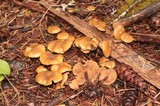 Kuehneromyces lignicola image