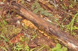 Kuehneromyces lignicola image