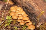 Kuehneromyces lignicola image