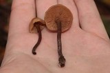 Kuehneromyces lignicola image