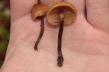 Kuehneromyces lignicola image