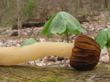 Morchella punctipes image