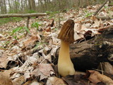 Morchella punctipes image