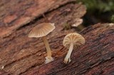 Mycena clavata image