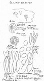 Mycena clavata image