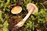 Inocybe fuscidula image