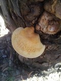 Laetiporus portentosus image