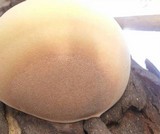 Laetiporus portentosus image