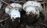 Hygrophorus subalpinus image