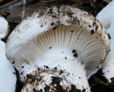 Hygrophorus subalpinus image