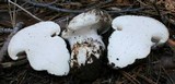 Hygrophorus subalpinus image