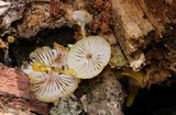 Chromosera cyanophylla image
