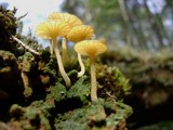Lichenomphalia umbellifera image