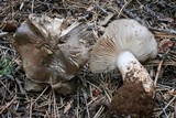 Tricholoma vernaticum image