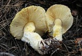 Floccularia albolanaripes image