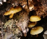 Chromosera cyanophylla image