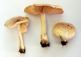 Pluteus petasatus image