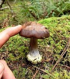 Cortinarius fuligineofolius image