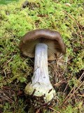 Cortinarius fuligineofolius image