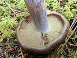 Cortinarius fuligineofolius image